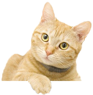 Cute cat holding donation form