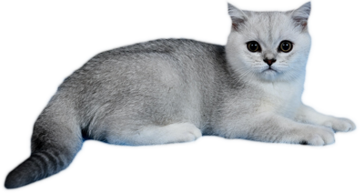 Gray cat lying