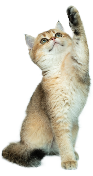 Cat pointing to donation button
