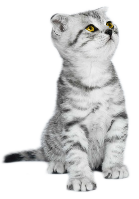 Gray kitty cat